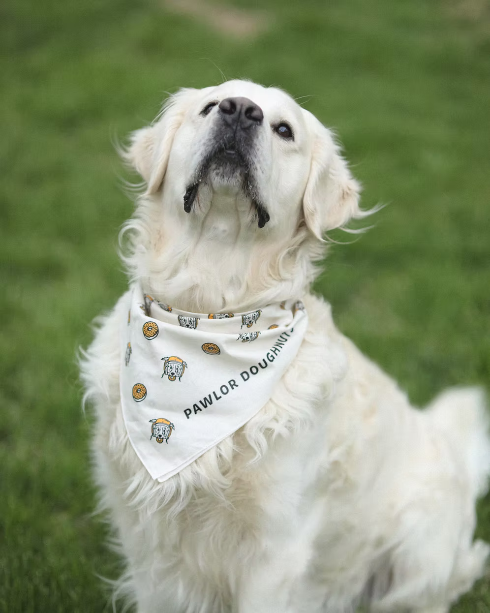 Pawlor Dog Bandana